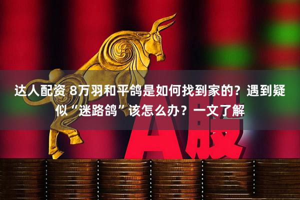 达人配资 8万羽和平鸽是如何找到家的？遇到疑似“迷路鸽”该怎么办？一文了解